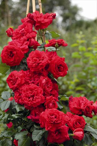 Foto de variedad de flores para ser usadas como: Maceta y planta de temporada Rosa rampicante Negresco® Meigrappo