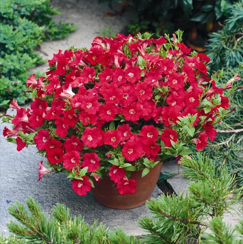 Foto de variedad de flores para ser usadas como: Tarrina de colgar / Maceta Petunia Tiny Tunia Red