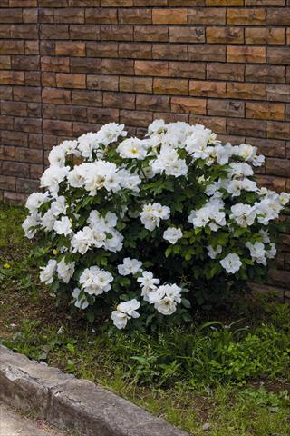 Foto de variedad de flores para ser usadas como: Maceta y planta de temporada Rosa rampicante White Knock Out® Radwhite