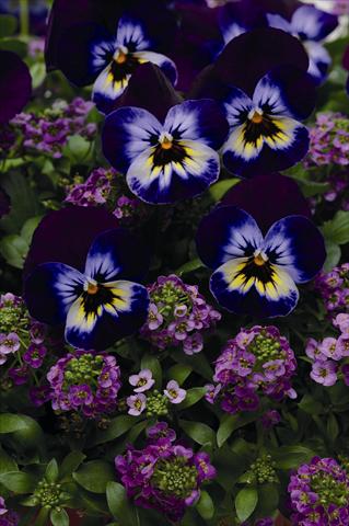 Foto de variedad de flores para ser usadas como: Maceta o cesta de trasplante Viola wittrockiana Coloursgames tray 5 purple cotton