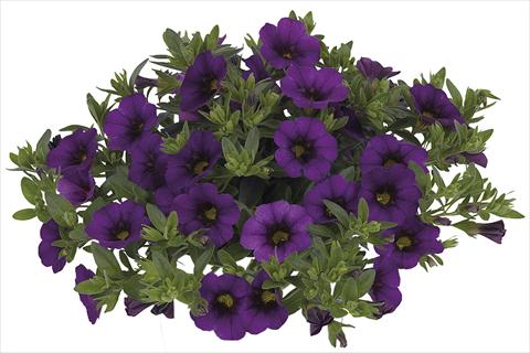 Foto de variedad de flores para ser usadas como: Maceta o cesta de trasplante Calibrachoa Lindura Dark Blue
