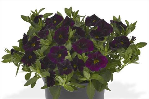 Foto de variedad de flores para ser usadas como: Maceta o cesta de trasplante Calibrachoa Lindura Dark Purple