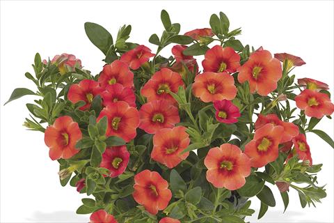 Foto de variedad de flores para ser usadas como: Maceta o cesta de trasplante Calibrachoa Lindura Orange