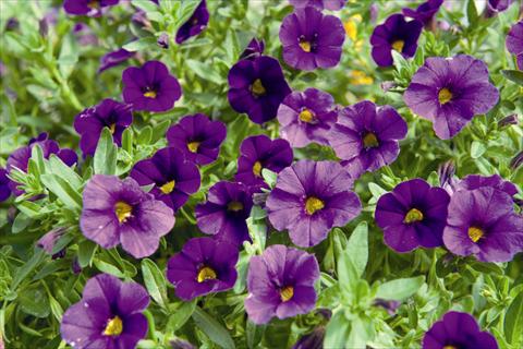 Foto de variedad de flores para ser usadas como: Maceta o cesta de trasplante Calibrachoa Lindura Purple 2015