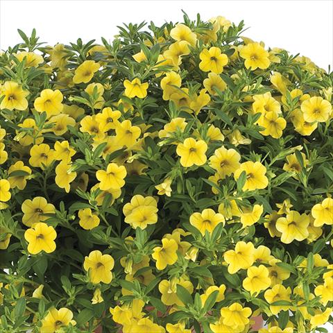 Foto de variedad de flores para ser usadas como: Maceta o cesta de trasplante Calibrachoa Lindura Sun Yellow