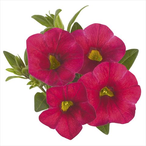 Foto de variedad de flores para ser usadas como: Maceta o cesta de trasplante Calibrachoa Super Cherry Red