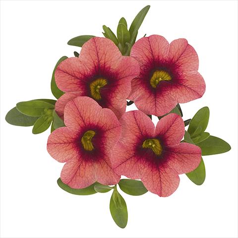 Foto de variedad de flores para ser usadas como: Maceta o cesta de trasplante Calibrachoa Super Cranberry