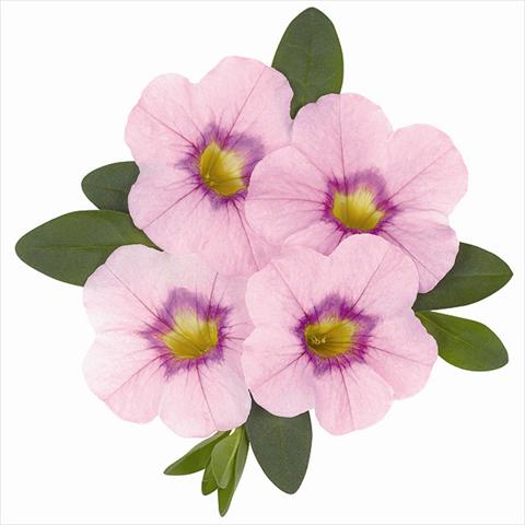 Foto de variedad de flores para ser usadas como: Maceta o cesta de trasplante Calibrachoa Super Lavender