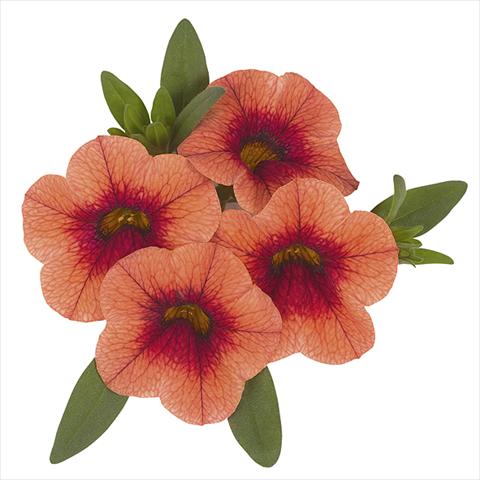 Foto de variedad de flores para ser usadas como: Maceta o cesta de trasplante Calibrachoa Super Orange