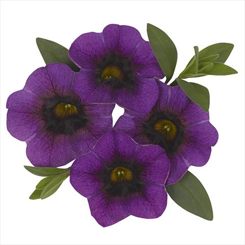 Foto de variedad de flores para ser usadas como: Maceta o cesta de trasplante Calibrachoa Super Purple