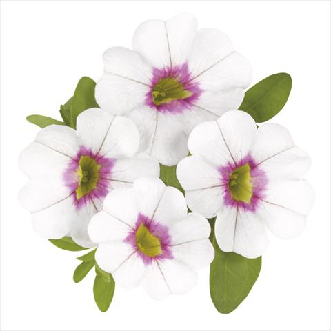 Foto de variedad de flores para ser usadas como: Maceta o cesta de trasplante Calibrachoa Super Royal White