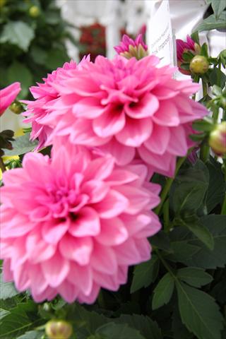 Foto de variedad de flores para ser usadas como: Maceta o cesta de trasplante Dahlia x hybrida Dahlinova Hypnotica Pink Improved