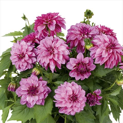 Foto de variedad de flores para ser usadas como: Maceta y planta de temporada Dahlia Dahlinova Hypnotica Purple Bicolor