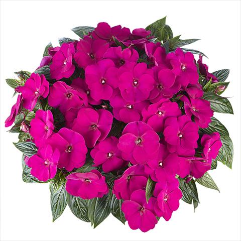 Foto de variedad de flores para ser usadas como: Maceta o cesta de trasplante Impatiens Nuova Guinea Tamarinda Max Purple