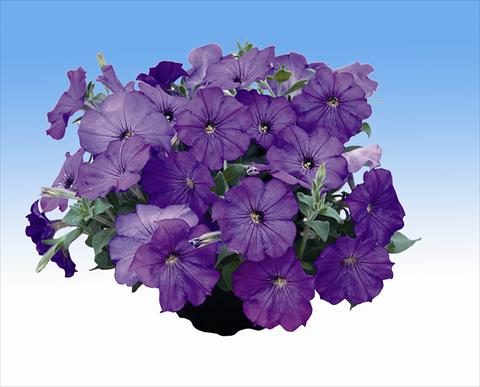 Foto de variedad de flores para ser usadas como: Tarrina de colgar / Maceta Petunia Viva Lavender Shades