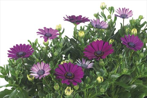 Foto de variedad de flores para ser usadas como: Maceta Osteospermum Margarita Nano Purple Improved