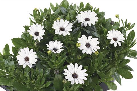 Foto de variedad de flores para ser usadas como: Maceta Osteospermum Margarita Nano White Improved