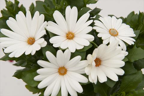 Foto de variedad de flores para ser usadas como: Maceta Osteospermum Margarita Cream