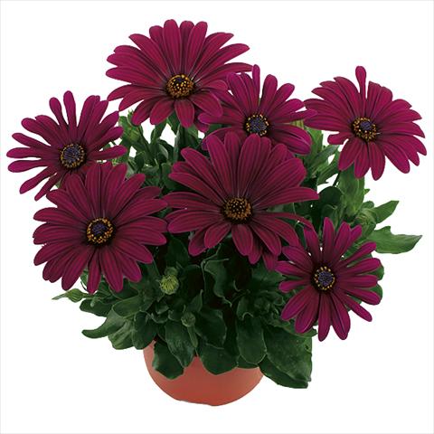 Foto de variedad de flores para ser usadas como: Maceta Osteospermum Margarita Purple Improved
