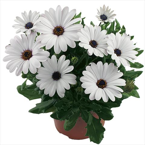 Foto de variedad de flores para ser usadas como: Maceta Osteospermum Margarita White Improved