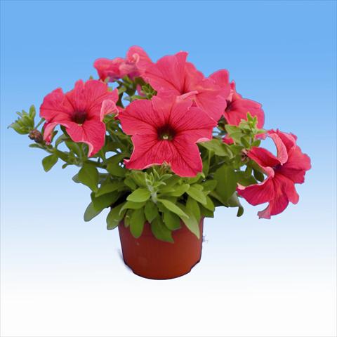 Foto de variedad de flores para ser usadas como: Tarrina de colgar / Maceta Petunia Viva Hot Pink