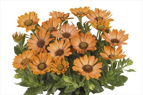Foto de variedad de flores para ser usadas como: Maceta Osteospermum Smoothies Copper Sun