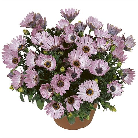 Foto de variedad de flores para ser usadas como: Maceta Osteospermum Smoothies Pink
