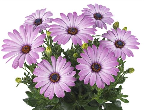 Foto de variedad de flores para ser usadas como: Maceta Osteospermum Smoothies Purple