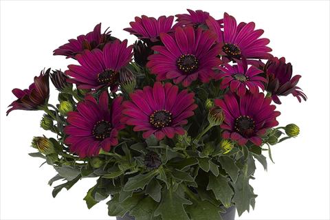 Foto de variedad de flores para ser usadas como: Maceta Osteospermum Smoothies Red Velvet