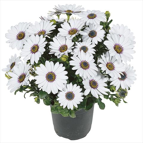 Foto de variedad de flores para ser usadas como: Maceta Osteospermum Smoothies White