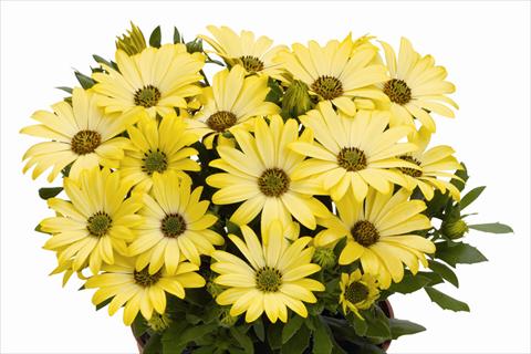 Foto de variedad de flores para ser usadas como: Maceta Osteospermum Smoothies Yellow