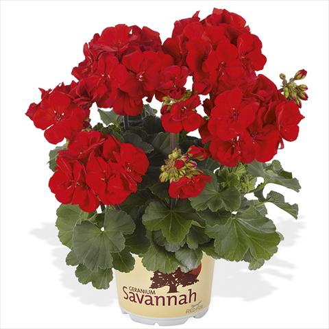 Foto de variedad de flores para ser usadas como: Maceta Pelargonium peltatum Candy Idols Bright Red