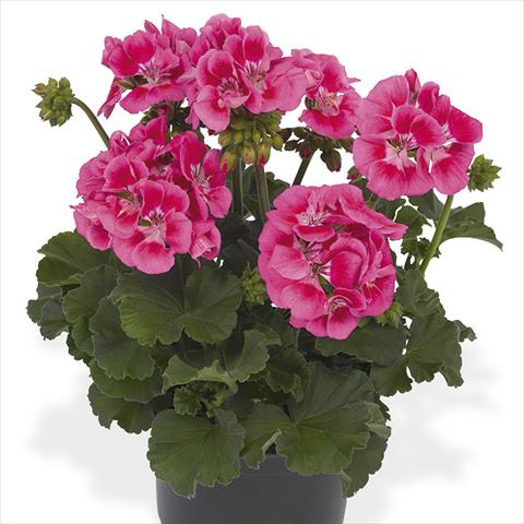 Foto de variedad de flores para ser usadas como: Maceta Pelargonium peltatum Candy Idols Pink Parfait