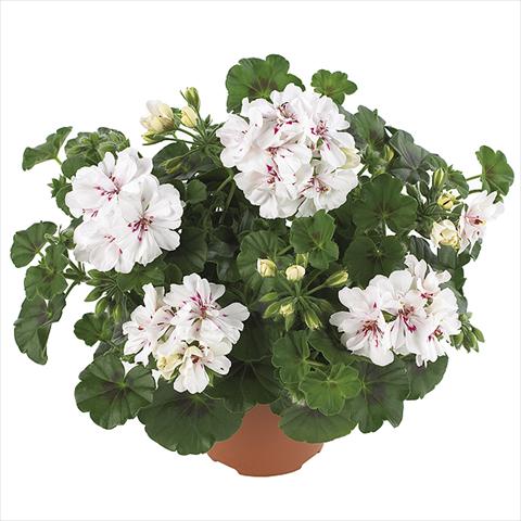 Foto de variedad de flores para ser usadas como: Maceta Pelargonium peltatum Dancing Idols Royal White