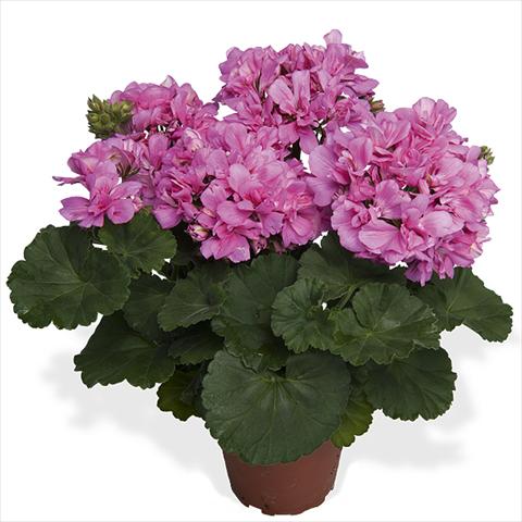 Foto de variedad de flores para ser usadas como: Maceta Pelargonium interspecific Dixieland Dixieland Pink