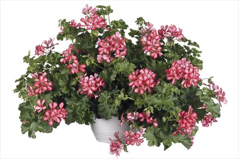 Foto de variedad de flores para ser usadas como: Maceta Pelargonium peltatum Grand Idols Red Bicolor Improved