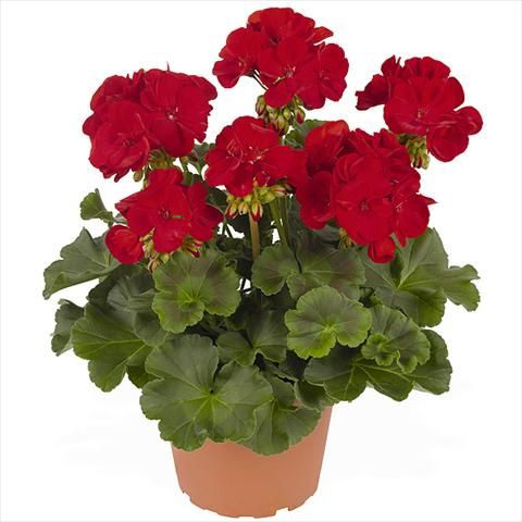 Foto de variedad de flores para ser usadas como: Maceta Pelargonium zonale Master Idols Dark Red