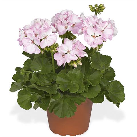 Foto de variedad de flores para ser usadas como: Maceta Pelargonium zonale Master Idols Soft Pink
