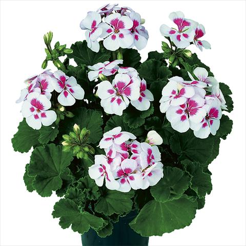 Foto de variedad de flores para ser usadas como: Maceta Pelargonium zonale Pop Idols White Parfait