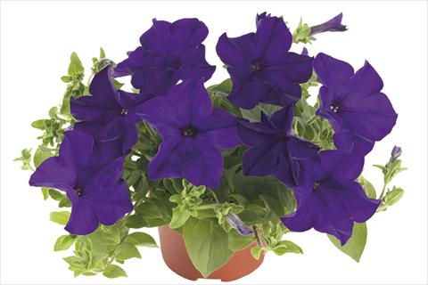 Foto de variedad de flores para ser usadas como: Maceta o cesta de trasplante Petunia x hybrida Fortunia Blue