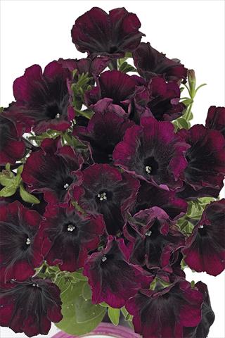 Foto de variedad de flores para ser usadas como: Maceta o cesta de trasplante Petunia x hybrida Fortunia Burgundy