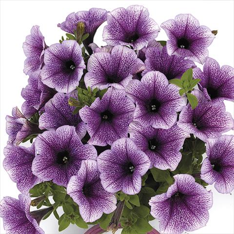 Foto de variedad de flores para ser usadas como: Maceta o cesta de trasplante Petunia x hybrida Fortunia Early Blue Vein
