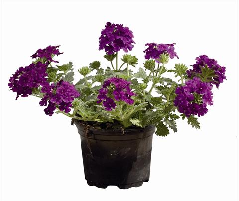 Foto de variedad de flores para ser usadas como: Tarrina de colgar / Maceta Verbena Vegas Versace Purple