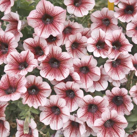 Foto de variedad de flores para ser usadas como: Maceta o cesta de trasplante Petunia x hybrida Fortunia Early Burgundy Vein