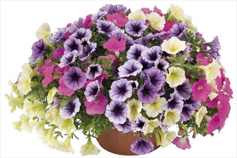 Foto de variedad de flores para ser usadas como: Maceta o cesta de trasplante Petunia x hybrida Fortunia Early Candy Mix