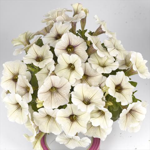 Foto de variedad de flores para ser usadas como: Maceta o cesta de trasplante Petunia x hybrida Fortunia Early Cream