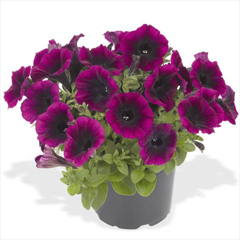 Foto de variedad de flores para ser usadas como: Maceta o cesta de trasplante Petunia x hybrida Fortunia Early Deep Rasberry