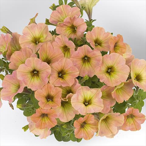 Foto de variedad de flores para ser usadas como: Maceta o cesta de trasplante Petunia x hybrida Fortunia Early Peach