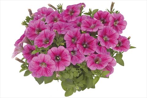 Foto de variedad de flores para ser usadas como: Maceta o cesta de trasplante Petunia x hybrida Fortunia Early Pink