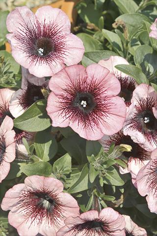 Foto de variedad de flores para ser usadas como: Maceta o cesta de trasplante Petunia x hybrida Fortunia Early Plum